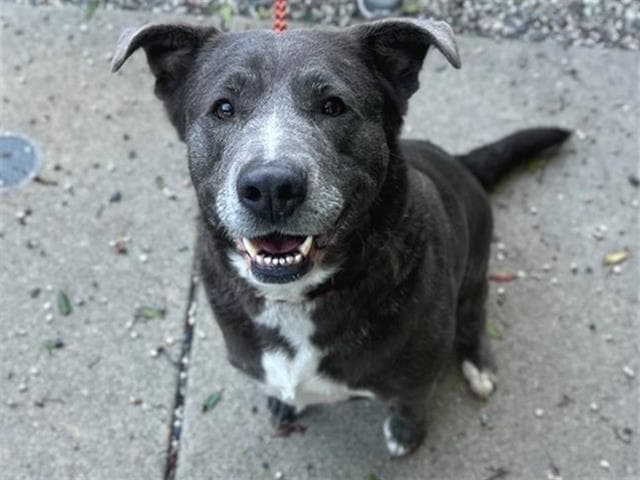 Maple - Pit Bull Terrier
