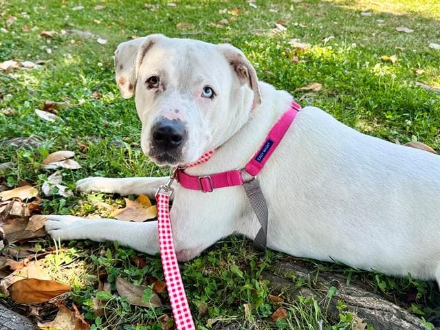 Mercy - Pit Bull Terrier