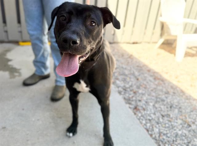 Carly - Pit Bull Terrier