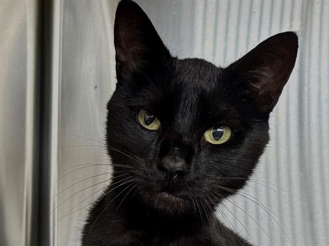 Bear - Domestic Short Hair