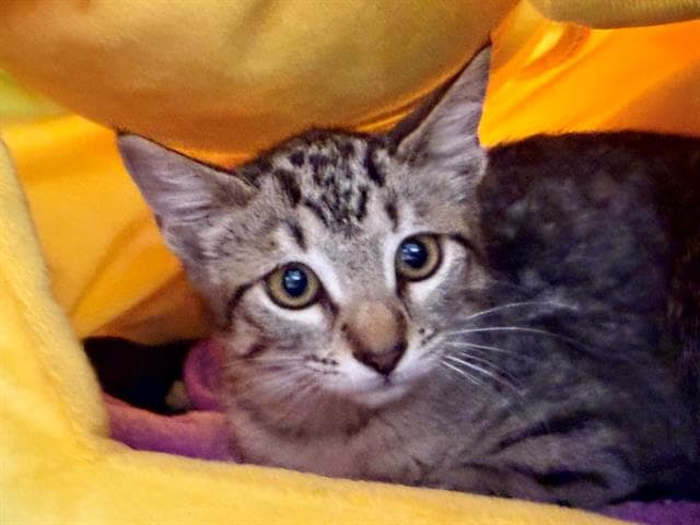 Georgie - Domestic Short Hair