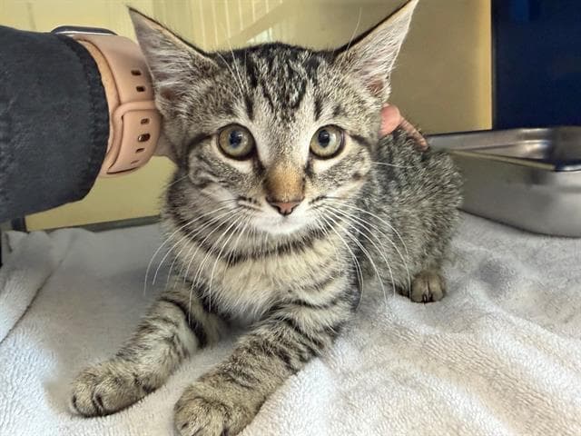 Mousy - Domestic Short Hair