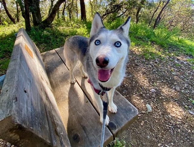 Coconut - Siberian Husky