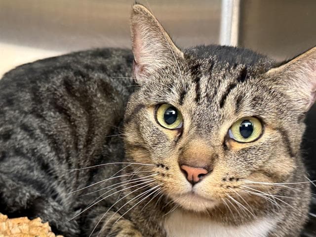 Marv - Domestic Short Hair