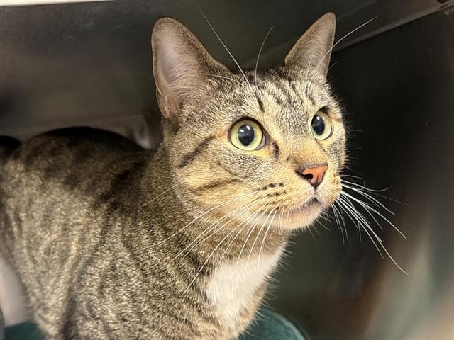 Marv - Domestic Short Hair