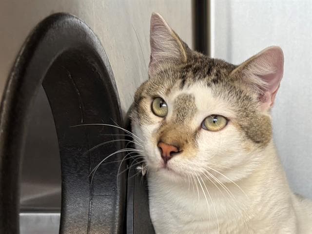 Owen - Domestic Short Hair