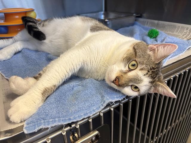 Owen - Domestic Short Hair