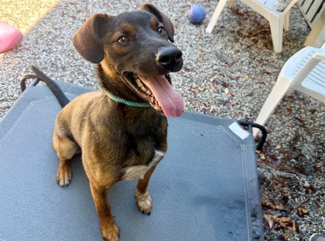 Terrence - Belgian Shepherd Malinois