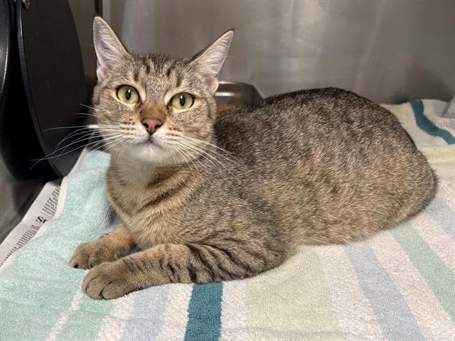 Pebbles - Domestic Short Hair