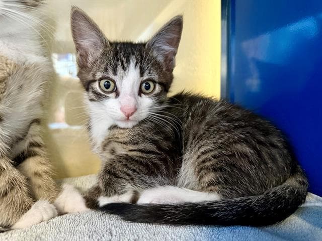 Fergus - Domestic Short Hair