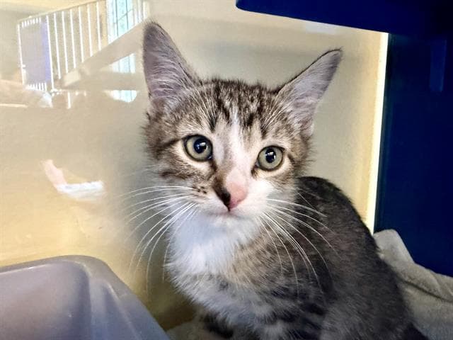 Nuago - Domestic Short Hair