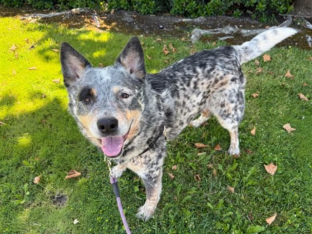 Reed - Australian Cattle Dog/Blue Heeler
