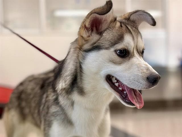Joey - Husky