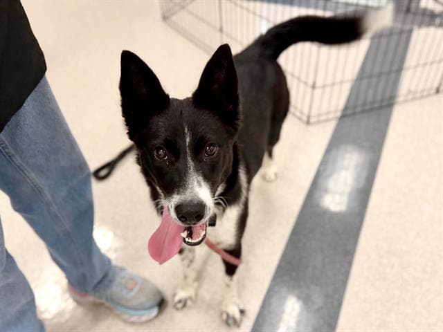 Dolly - Border Collie