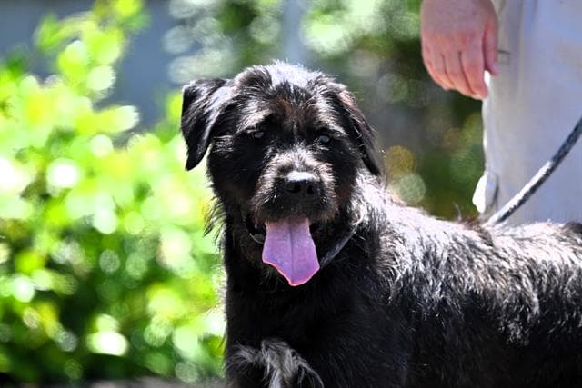 Petunia - Giant Schnauzer