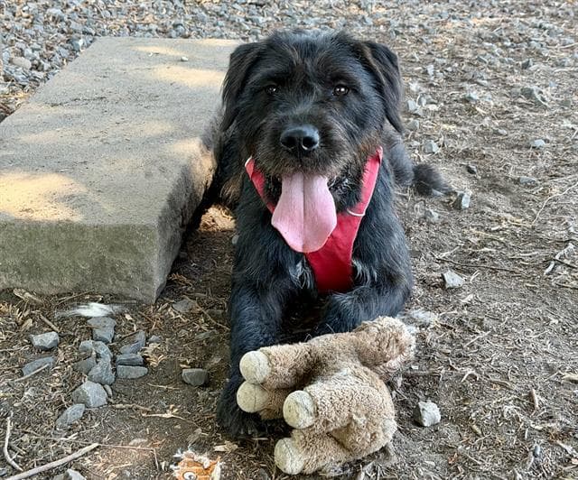 Petunia - Giant Schnauzer