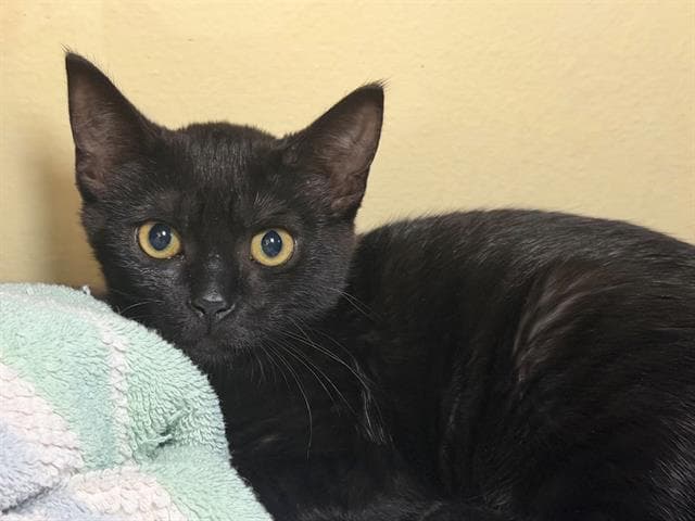 Fellena - Domestic Short Hair
