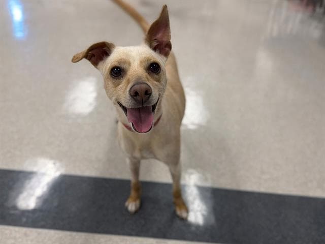 Mocha - Chihuahua