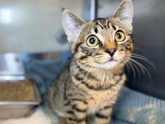 Tuna - Domestic Short Hair