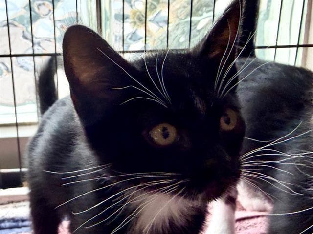 Beau - Domestic Short Hair