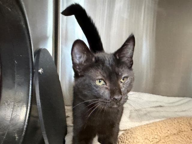 Sullivan - Domestic Medium Hair