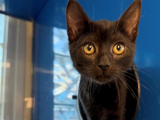 Tuco - Domestic Short Hair