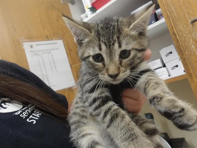 Macha - Domestic Short Hair