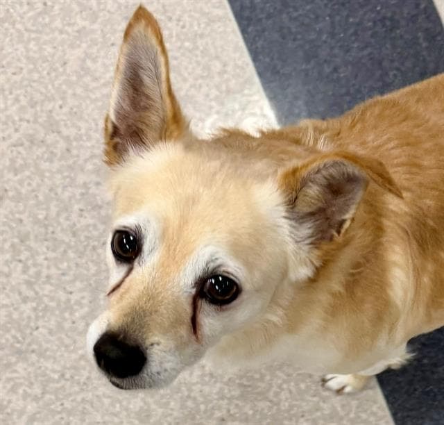 Taquito - Chihuahua