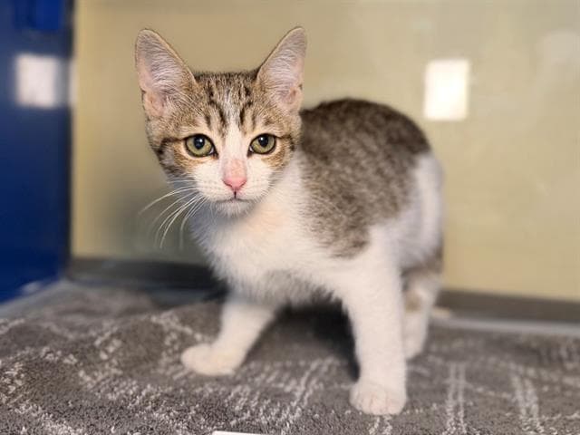 Darby - Domestic Short Hair