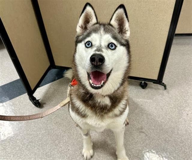 Bella - Siberian Husky