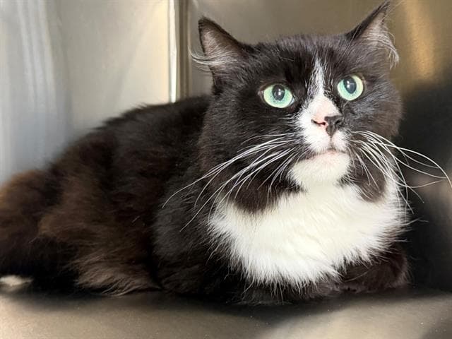 Bill - Domestic Long Hair