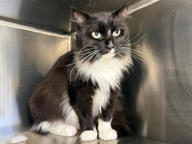 Maureen - Domestic Long Hair