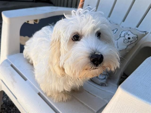 Happy - Maltese