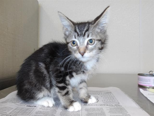 Paige - Domestic Short Hair