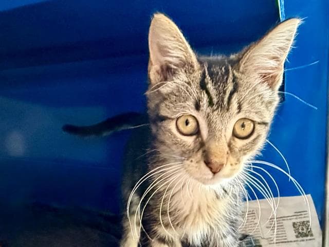 Paige - Domestic Short Hair