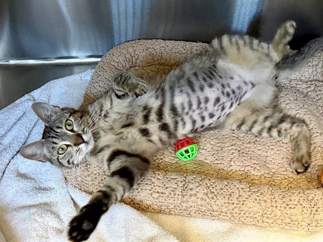 Mittens - Domestic Short Hair