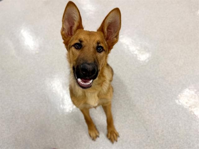 Pixie - German Shepherd Dog