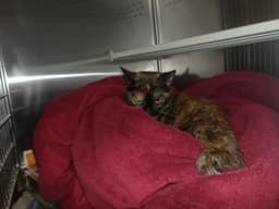 Shimi image 1