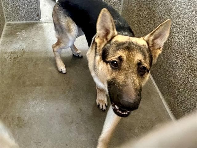 Bandit - German Shepherd Dog