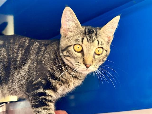Skeeter - Domestic Short Hair