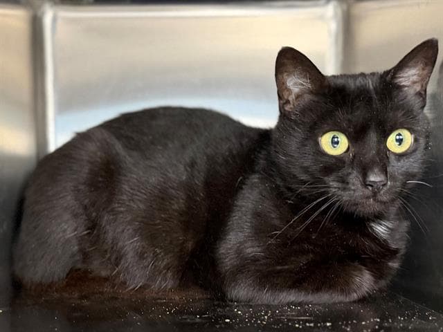 Roween - Domestic Short Hair