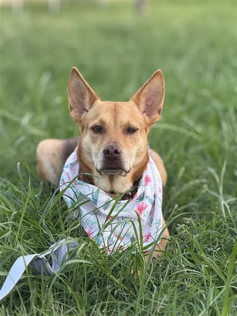 Sprint - Carolina Dog