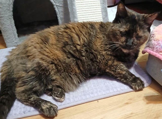 Mitsy - Domestic Medium Hair