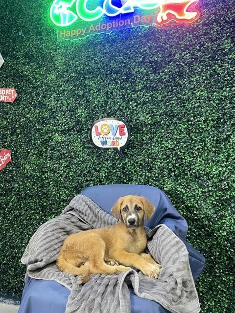 Texas - Labrador Retriever