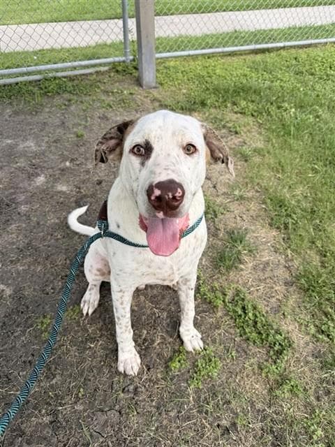 Oliver - Labrador Retriever