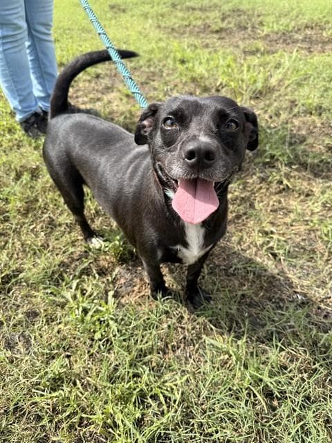 Sonic - Labrador Retriever