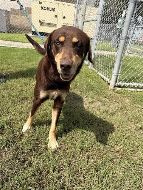 Duke - Labrador Retriever