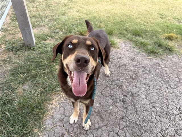 Duke - Labrador Retriever
