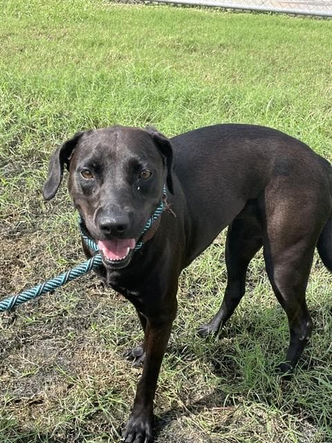 Blackie - Labrador Retriever
