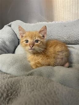 Tangerine image 1